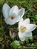 Crocus vernus