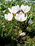 Crocus vernus