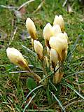 Crocus vernus