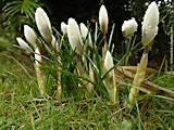 Crocus vernus