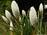 Crocus vernus