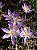 Crocus sieberii