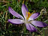 Crocus sieberii