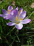 Crocus sieberii