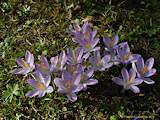 Crocus sieberii