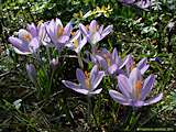 Crocus sieberii