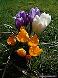 Crocus