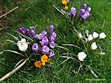 Crocus vernus