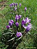 Crocus vernus