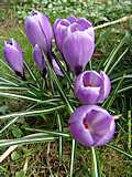 Crocus vernus