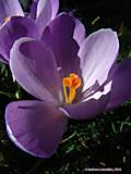 Crocus vernus