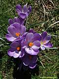 Crocus vernus