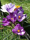 Crocus vernus