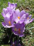 Crocus vernus