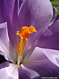 Crocus vernus