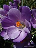 Crocus vernus