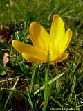 Crocus flavus