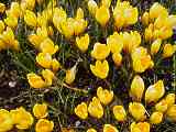 Crocus flavus