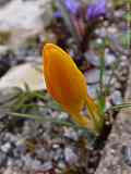 Crocus flavus