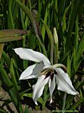 Gladiolus callianthus