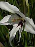 Gladiolus callianthus