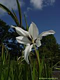 Gladiolus callianthus