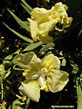 Iris lutescens