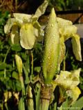 Iris lutescens