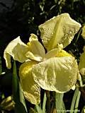 Iris lutescens