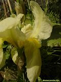 Iris lutescens