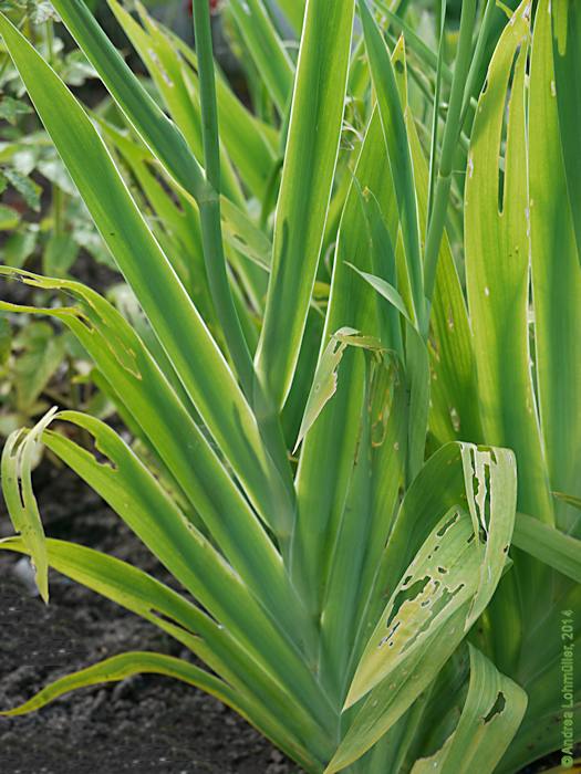 Iris domestica