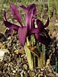 Iris histrioides