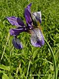 Iris sibirica