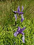 Iris sibirica