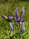 Iris sibirica