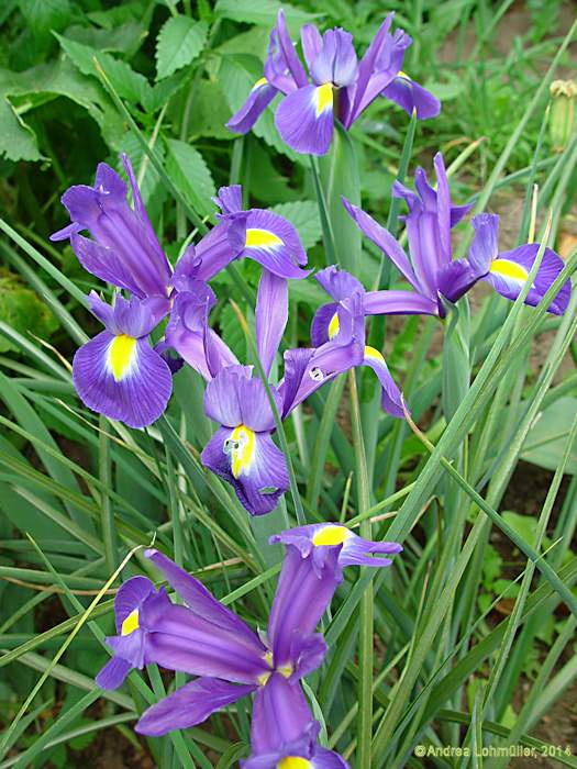 Iris cv
