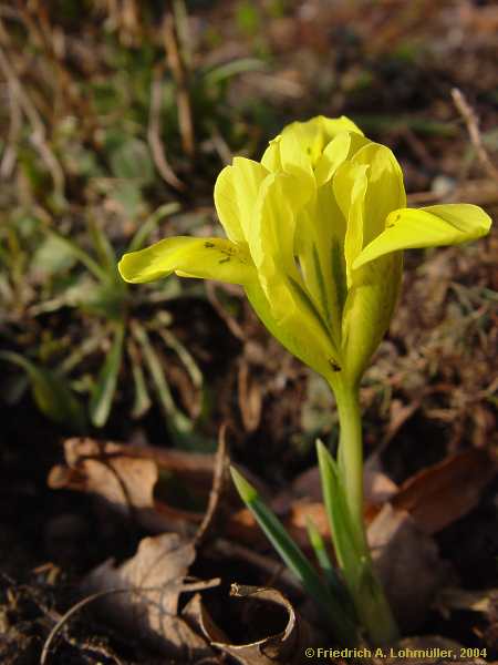 Iris danforiae