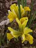 Iridaceae