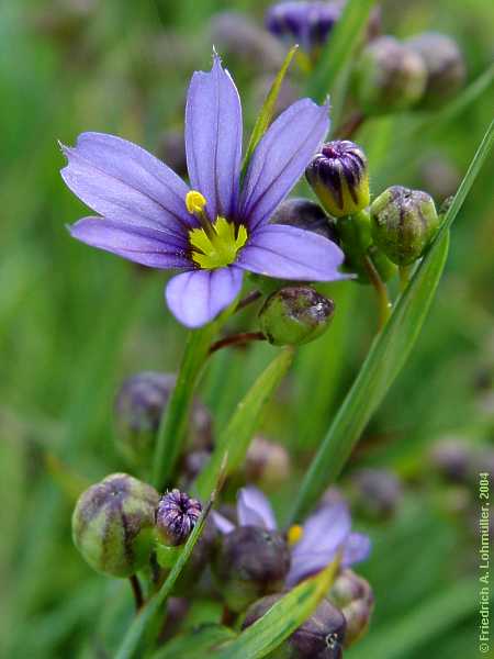 Sisyrinchium angustifolia