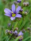 Sisyrinchium angustifolia