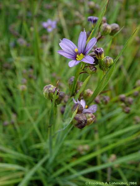 Sisyrinchium angustifolia