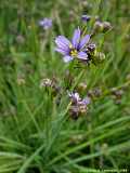 Sisyrinchium angustifolia