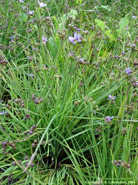 Sisyrinchium angustifolia