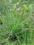 Sisyrinchium angustifolia