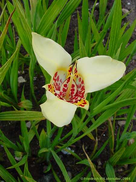 Tigridia pavonia