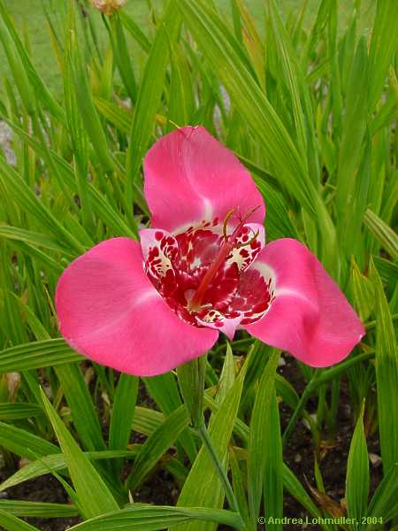 Tigridia pavonia