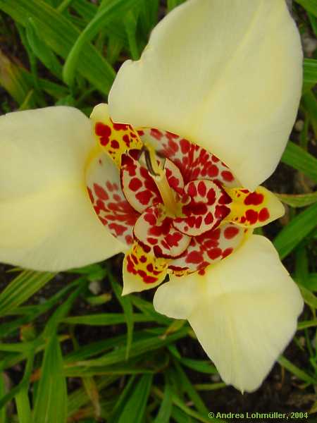 Tigridia pavonia