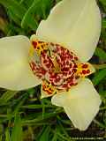 Tigridia pavonia