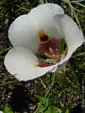 Calochortus albus