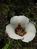 Calochortus albus